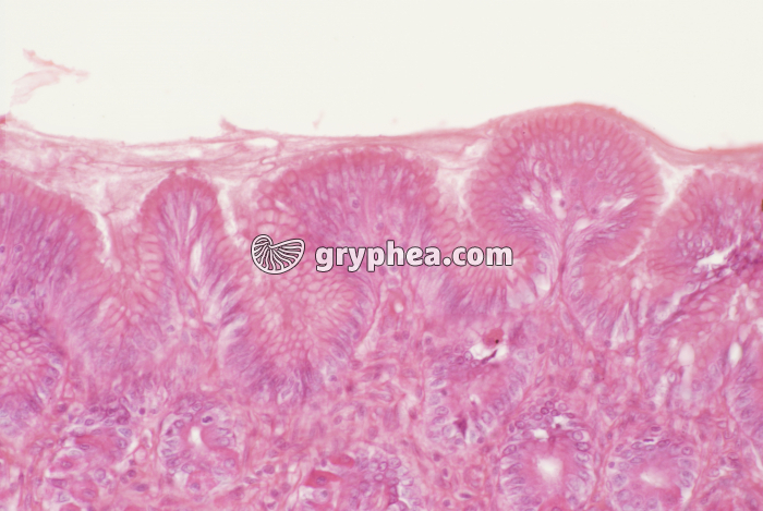 Muqueuse stomacale x100 - gryphea.org